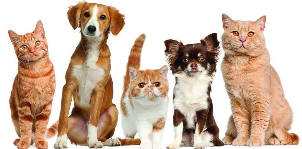 Доска объявлений о животных | ЗооТом - продажа, вязка и услуги для животных в Миасском