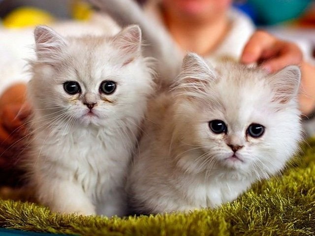 Породы кошек в Миасском | ЗооТом портал о животных