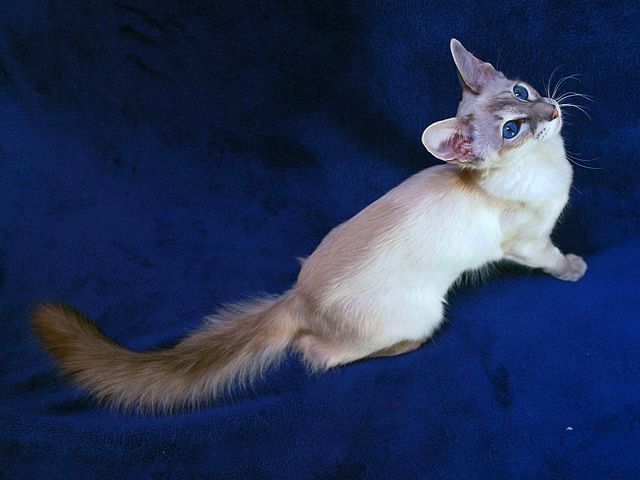 Выведенные породы кошек в Миасском | ЗооТом портал о животных