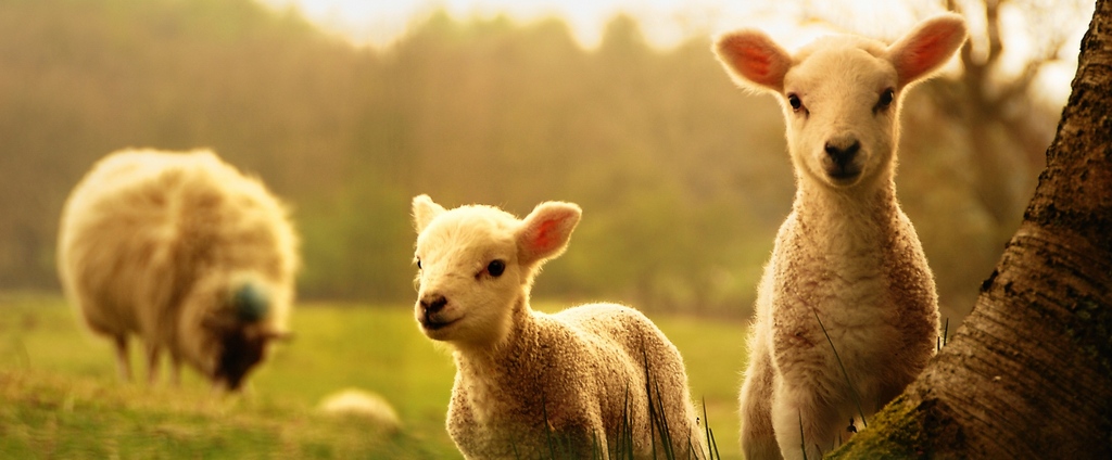Объявления о сельскохозяйственных животных | ЗооТом - продажа, вязка и услуги для животных в Миасском