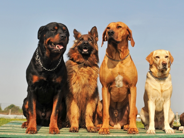 Крупные породы собак в Миасском | ЗооТом портал о животных