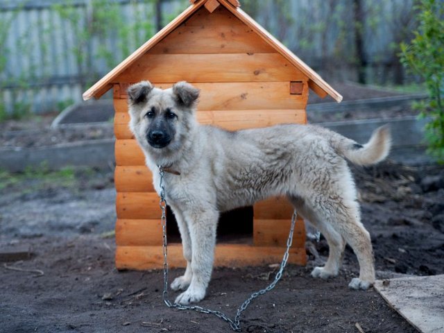 Все о собаках в Миасском